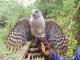 goshawk